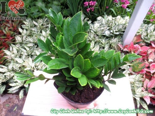 Cây Kim Phát Tài – Ý Nghĩa, Cách Chăm Sóc & Mua Bán Sỉ Lẻ Giá Tốt Tại TP.HCM