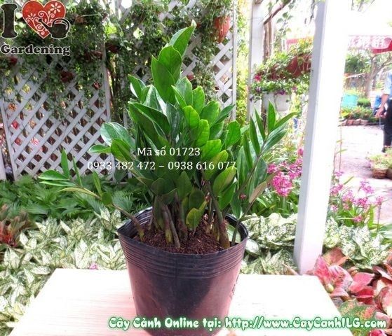 Cây Kim Phát Tài – Ý Nghĩa, Cách Chăm Sóc & Mua Bán Sỉ Lẻ Giá Tốt Tại TP.HCM