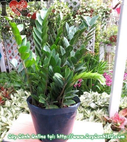 Cây Kim Phát Tài – Ý Nghĩa, Cách Chăm Sóc & Mua Bán Sỉ Lẻ Giá Tốt Tại TP.HCM