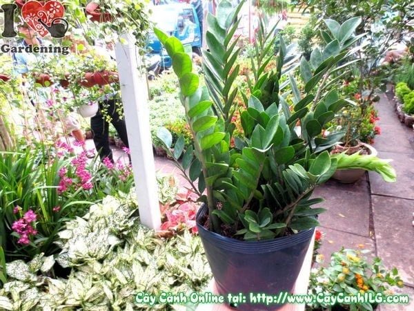 Cây Kim Phát Tài – Ý Nghĩa, Cách Chăm Sóc & Mua Bán Sỉ Lẻ Giá Tốt Tại TP.HCM