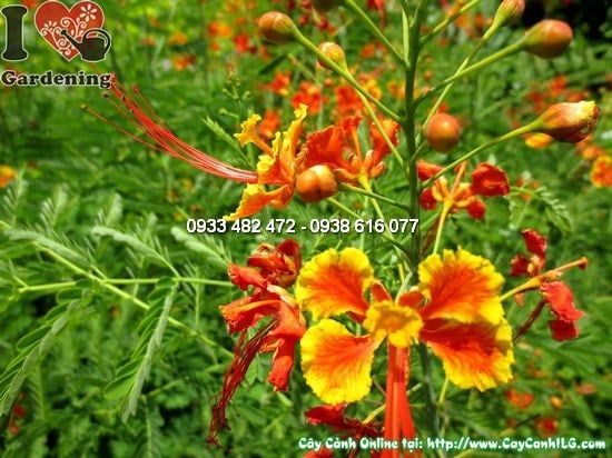 Cây Kim Phượng – Ý Nghĩa, Cách Chăm Sóc & Mua Bán Sỉ Lẻ Giá Tốt Tại TP.HCM