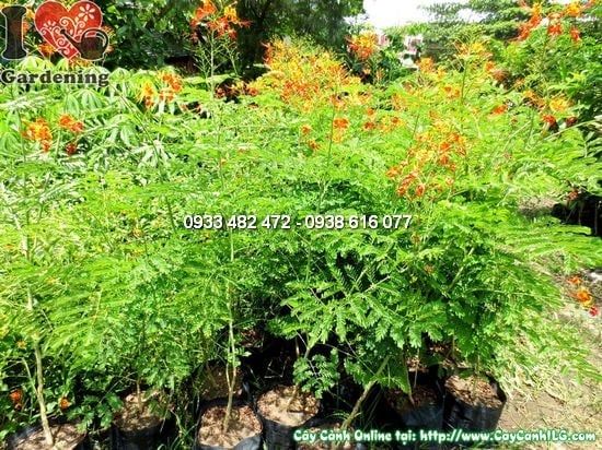 Cây Kim Phượng – Ý Nghĩa, Cách Chăm Sóc & Mua Bán Sỉ Lẻ Giá Tốt Tại TP.HCM