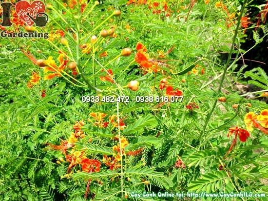 Cây Kim Phượng – Ý Nghĩa, Cách Chăm Sóc & Mua Bán Sỉ Lẻ Giá Tốt Tại TP.HCM