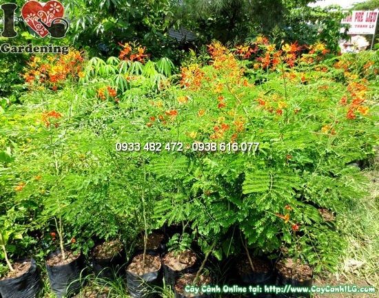 Cây Kim Phượng – Ý Nghĩa, Cách Chăm Sóc & Mua Bán Sỉ Lẻ Giá Tốt Tại TP.HCM