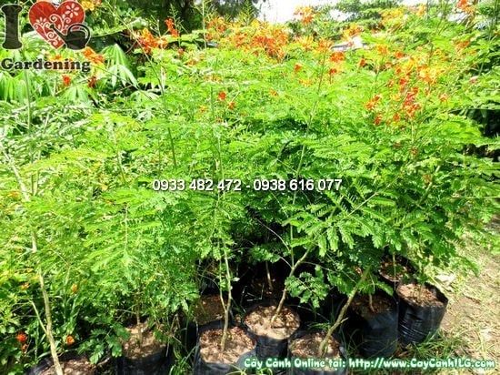 Cây Kim Phượng – Ý Nghĩa, Cách Chăm Sóc & Mua Bán Sỉ Lẻ Giá Tốt Tại TP.HCM