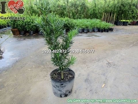 Cây La Hán Tùng – Ý Nghĩa, Cách Chăm Sóc & Mua Bán Sỉ Lẻ Giá Tốt Tại TP.HCM