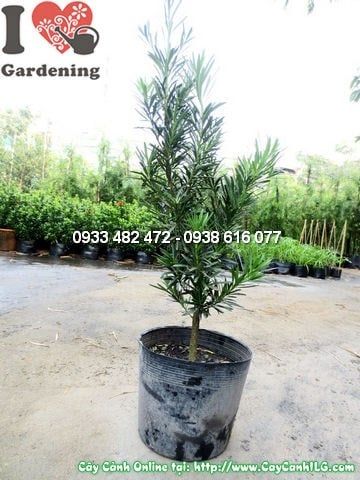 Cây La Hán Tùng – Ý Nghĩa, Cách Chăm Sóc & Mua Bán Sỉ Lẻ Giá Tốt Tại TP.HCM