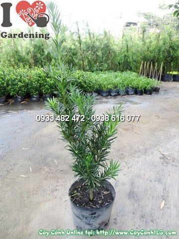 Cây La Hán Tùng – Ý Nghĩa, Cách Chăm Sóc & Mua Bán Sỉ Lẻ Giá Tốt Tại TP.HCM