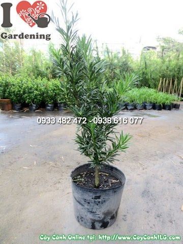 Cây La Hán Tùng – Ý Nghĩa, Cách Chăm Sóc & Mua Bán Sỉ Lẻ Giá Tốt Tại TP.HCM