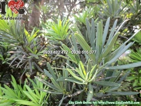 Cây La Hán Tùng Tháp – Ý Nghĩa, Cách Chăm Sóc & Mua Bán Sỉ Lẻ Giá Tốt Tại TP.HCM