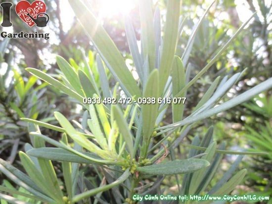 Cây La Hán Tùng Tháp – Ý Nghĩa, Cách Chăm Sóc & Mua Bán Sỉ Lẻ Giá Tốt Tại TP.HCM