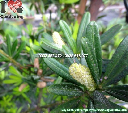 Cây La Hán Tùng Tháp – Ý Nghĩa, Cách Chăm Sóc & Mua Bán Sỉ Lẻ Giá Tốt Tại TP.HCM