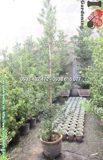 Cây La Hán Tùng Tháp – Ý Nghĩa, Cách Chăm Sóc & Mua Bán Sỉ Lẻ Giá Tốt Tại TP.HCM