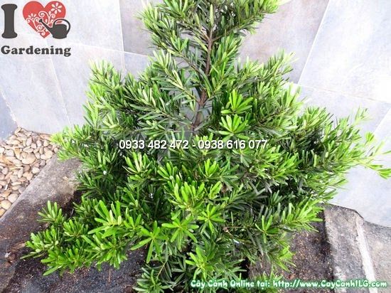 Cây La Hán Tùng – Ý Nghĩa, Cách Chăm Sóc & Mua Bán Sỉ Lẻ Giá Tốt Tại TP.HCM