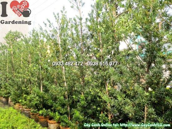 Cây La Hán Tùng Tháp – Ý Nghĩa, Cách Chăm Sóc & Mua Bán Sỉ Lẻ Giá Tốt Tại TP.HCM
