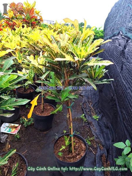Cây Lá Màu Các Loại 1 Thân Cao 90cm
