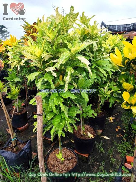 Cây Lá Màu Các Loại 1 Thân Cao 90cm