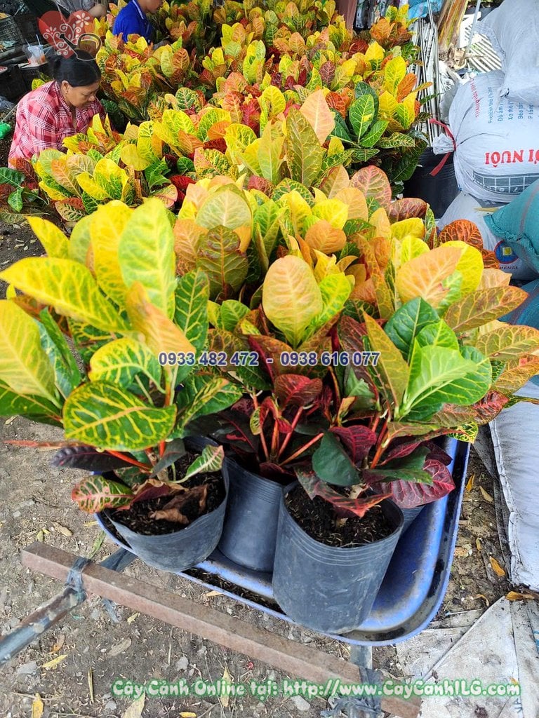Cây lá màu cô Tòng lá mít cao 30cm trồng chậu trang trí