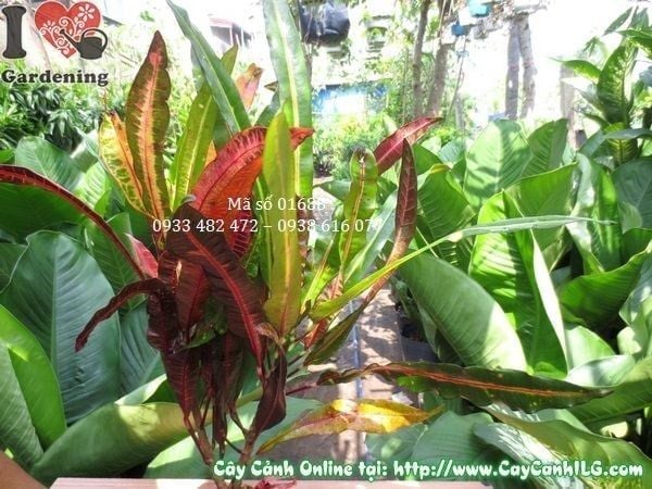 Cây Lá Màu Da Huy – Ý Nghĩa, Cách Chăm Sóc & Mua Bán Sỉ Lẻ Giá Tốt Tại TP.HCM