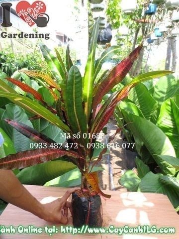 Cây Lá Màu Da Huy – Ý Nghĩa, Cách Chăm Sóc & Mua Bán Sỉ Lẻ Giá Tốt Tại TP.HCM