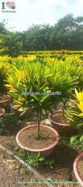 Cây Lá Màu Hoàng Kim Cao 55cm