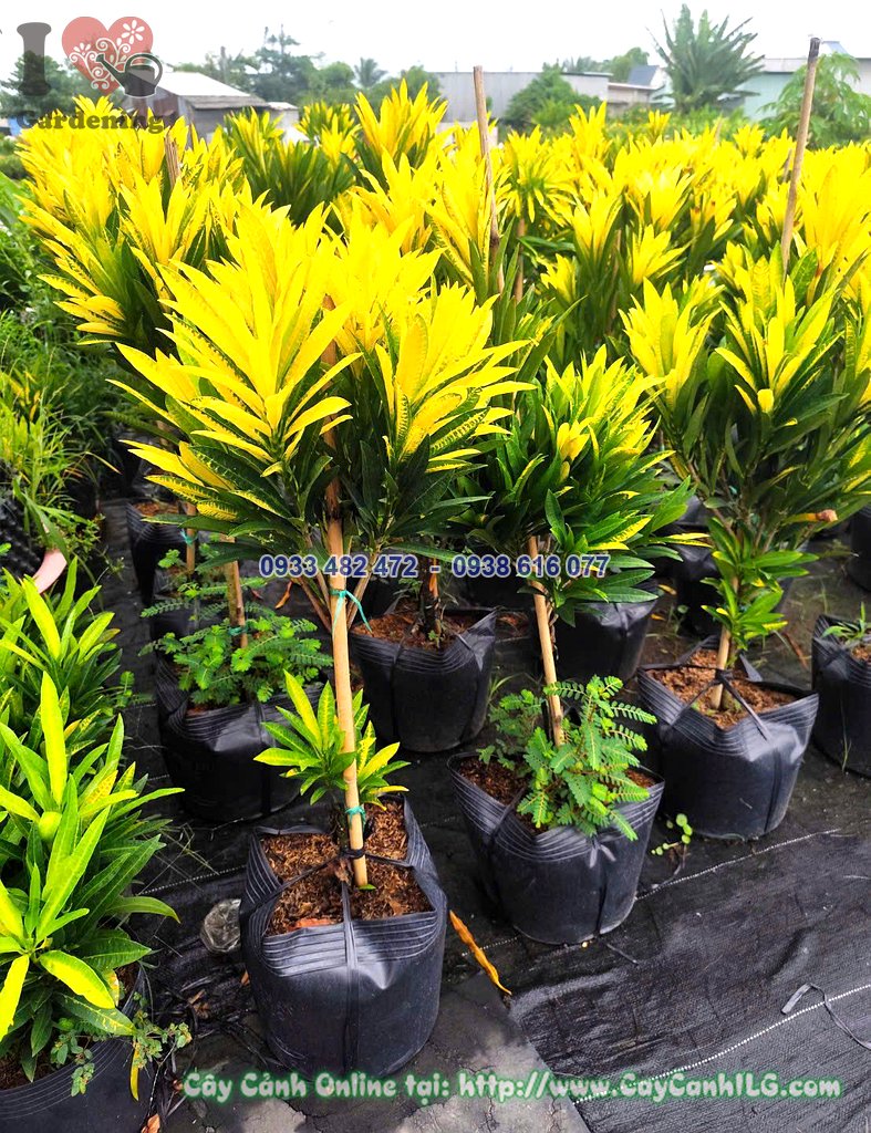Lá cây hoàng kim vàng rực dưới nắng