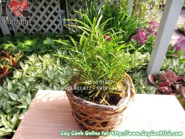 Cây Lá Màu Sao Nhái – Ý Nghĩa, Cách Chăm Sóc & Mua Bán Sỉ Lẻ Giá Tốt Tại TP.HCM