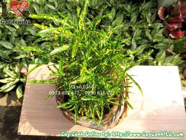 Cây Lá Màu Sao Nhái – Ý Nghĩa, Cách Chăm Sóc & Mua Bán Sỉ Lẻ Giá Tốt Tại TP.HCM