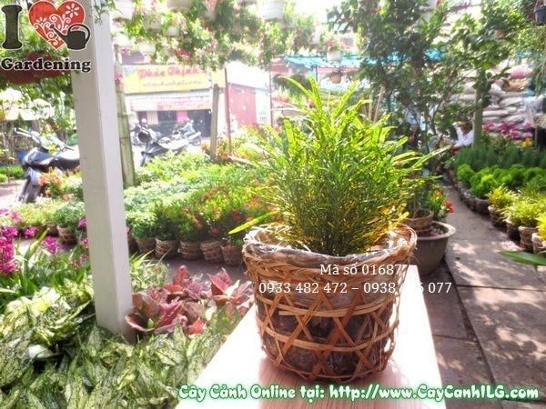 Cây Lá Màu Sao Nhái – Ý Nghĩa, Cách Chăm Sóc & Mua Bán Sỉ Lẻ Giá Tốt Tại TP.HCM