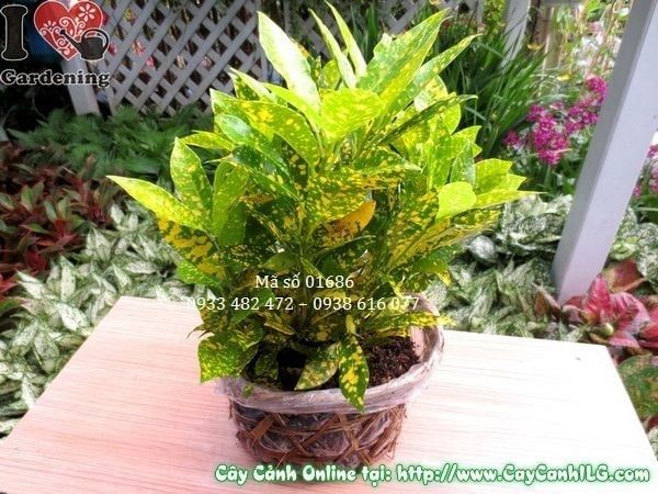 Cây Lá Màu Vàng Bạc – Ý Nghĩa, Cách Chăm Sóc & Mua Bán Sỉ Lẻ Giá Tốt Tại TP.HCM