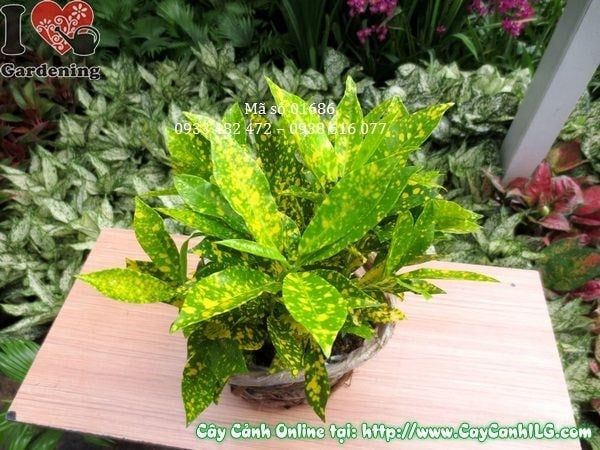 Cây Lá Màu Vàng Bạc – Ý Nghĩa, Cách Chăm Sóc & Mua Bán Sỉ Lẻ Giá Tốt Tại TP.HCM