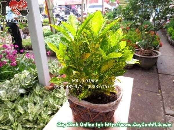 Cây Lá Màu Vàng Bạc – Ý Nghĩa, Cách Chăm Sóc & Mua Bán Sỉ Lẻ Giá Tốt Tại TP.HCM