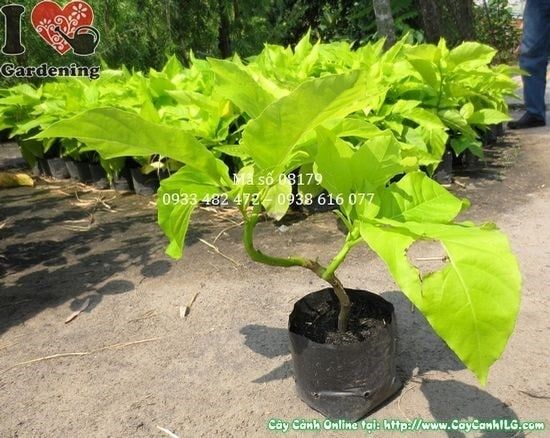 Cây Lá Trắng – Ý Nghĩa, Cách Chăm Sóc & Mua Bán Sỉ Lẻ Giá Tốt Tại TP.HCM