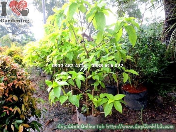 Cây Lá Trắng – Ý Nghĩa, Cách Chăm Sóc & Mua Bán Sỉ Lẻ Giá Tốt Tại TP.HCM