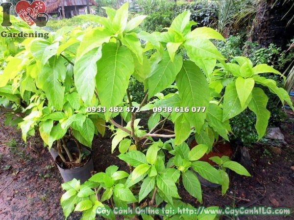 Cây Lá Trắng – Ý Nghĩa, Cách Chăm Sóc & Mua Bán Sỉ Lẻ Giá Tốt Tại TP.HCM