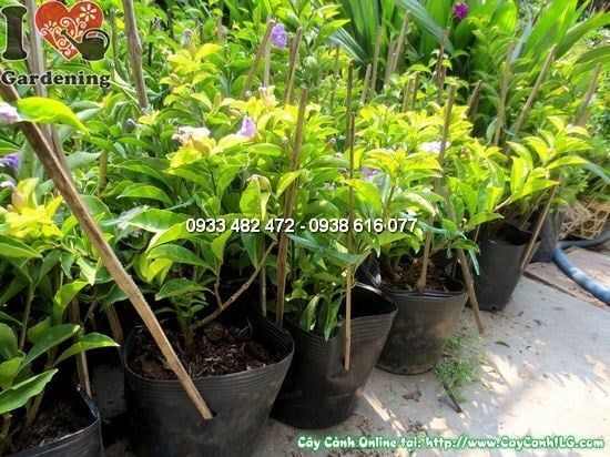 Cây Lài Hai Màu – Ý Nghĩa, Cách Chăm Sóc & Mua Bán Sỉ Lẻ Giá Tốt Tại TP.HCM