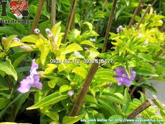 Cây Lài Hai Màu – Ý Nghĩa, Cách Chăm Sóc & Mua Bán Sỉ Lẻ Giá Tốt Tại TP.HCM