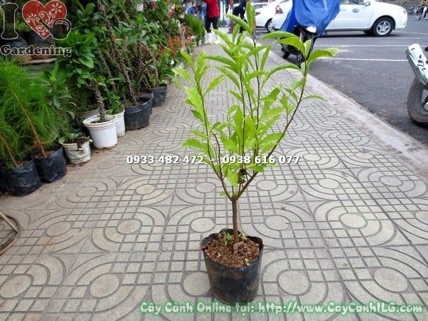 Cây Lài Hai Màu – Ý Nghĩa, Cách Chăm Sóc & Mua Bán Sỉ Lẻ Giá Tốt Tại TP.HCM