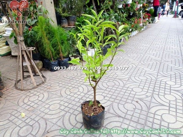 Cây Lài Hai Màu – Ý Nghĩa, Cách Chăm Sóc & Mua Bán Sỉ Lẻ Giá Tốt Tại TP.HCM