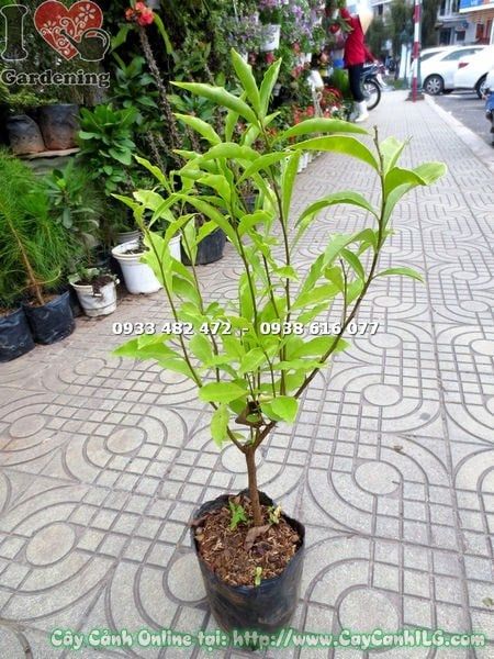 Cây Lài Hai Màu – Ý Nghĩa, Cách Chăm Sóc & Mua Bán Sỉ Lẻ Giá Tốt Tại TP.HCM