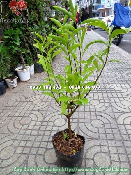 Cây Lài Hai Màu – Ý Nghĩa, Cách Chăm Sóc & Mua Bán Sỉ Lẻ Giá Tốt Tại TP.HCM