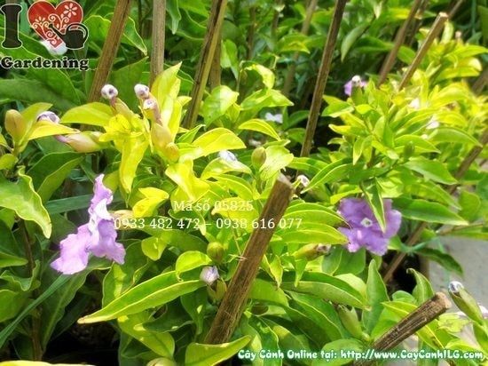 Cây Lài Nhật – Ý Nghĩa, Cách Chăm Sóc & Mua Bán Sỉ Lẻ Giá Tốt Tại TP.HCM