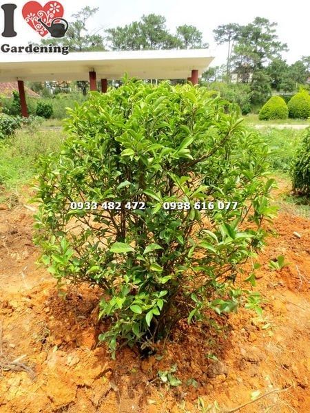 Cây Lài Nhật – Ý Nghĩa, Cách Chăm Sóc & Mua Bán Sỉ Lẻ Giá Tốt Tại TP.HCM