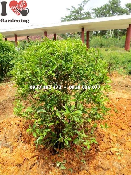 Cây Lài Nhật – Ý Nghĩa, Cách Chăm Sóc & Mua Bán Sỉ Lẻ Giá Tốt Tại TP.HCM