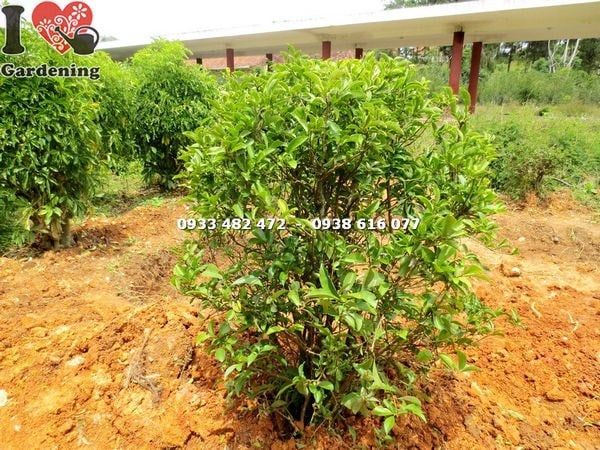 Cây Lài Nhật – Ý Nghĩa, Cách Chăm Sóc & Mua Bán Sỉ Lẻ Giá Tốt Tại TP.HCM