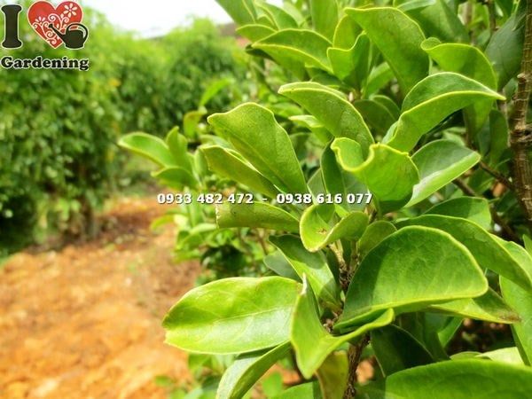 Cây Lài Nhật – Ý Nghĩa, Cách Chăm Sóc & Mua Bán Sỉ Lẻ Giá Tốt Tại TP.HCM