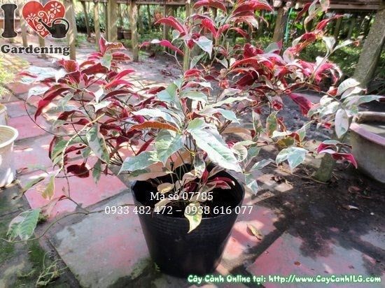 Cây Liễu Hai Da – Ý Nghĩa, Cách Chăm Sóc & Mua Bán Sỉ Lẻ Giá Tốt Tại TP.HCM