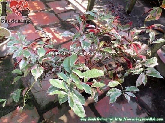 Cây Liễu Hai Da – Ý Nghĩa, Cách Chăm Sóc & Mua Bán Sỉ Lẻ Giá Tốt Tại TP.HCM
