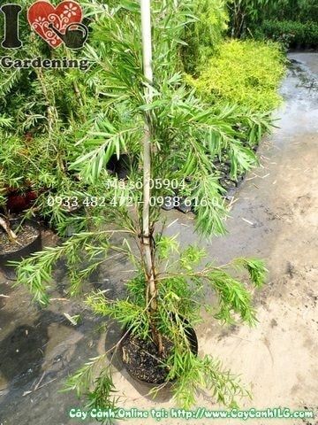 Cây Liễu Hoa Đỏ – Ý Nghĩa, Cách Chăm Sóc & Mua Bán Sỉ Lẻ Giá Tốt Tại TP.HCM