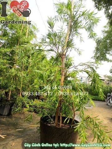 Cây Liễu Hoa Đỏ – Ý Nghĩa, Cách Chăm Sóc & Mua Bán Sỉ Lẻ Giá Tốt Tại TP.HCM
